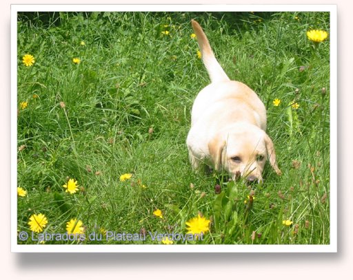 Cliquez pour agrandir l'image