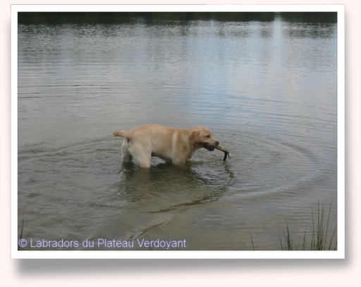 Cliquez pour agrandir l'image