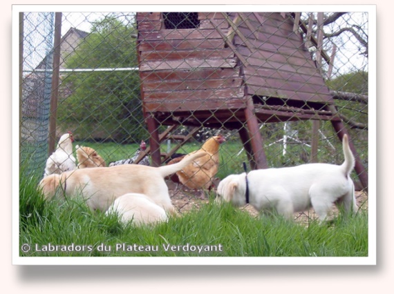 Chiots de Candy de Chantemelse et Burberry du Clos de Nissa-Bella