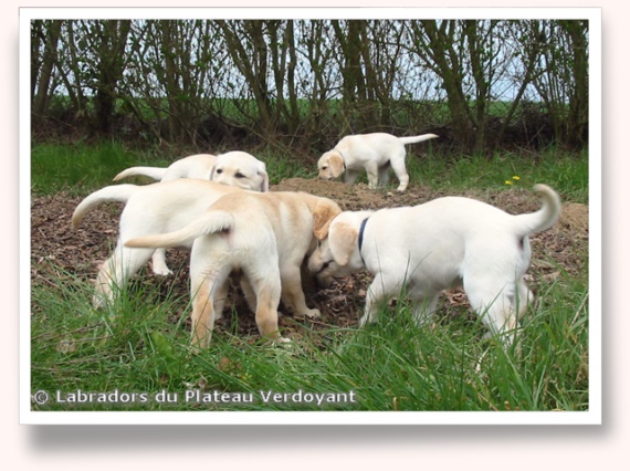 Chiots de Candy de Chantemelse et Burberry du Clos de Nissa-Bella