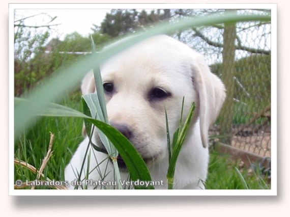 Chiots de Candy de Chantemelse et Burberry du Clos de Nissa-Bella