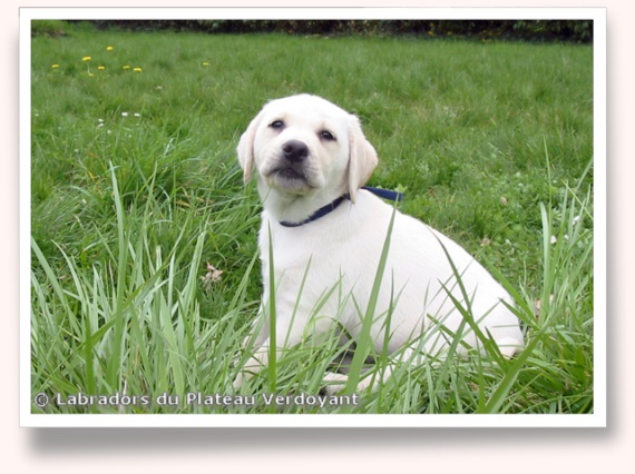 Chiots de Candy de Chantemelse et Burberry du Clos de Nissa-Bella