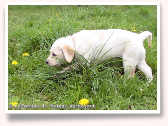 Chiots de Candy de Chantemelse et Burberry du Clos de Nissa-Bella