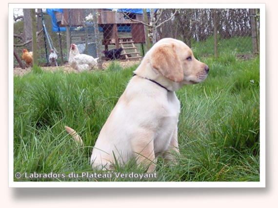 Chiots de Candy de Chantemelse et Burberry du Clos de Nissa-Bella