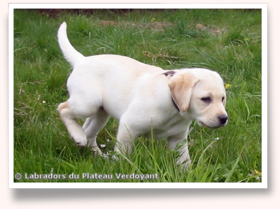 Chiots de Candy de Chantemelse et Burberry du Clos de Nissa-Bella