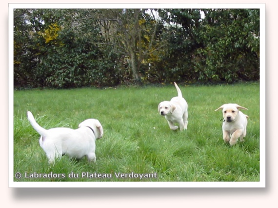Chiots de Candy de Chantemelse et Burberry du Clos de Nissa-Bella