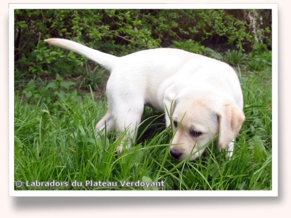 Chiots de Candy de Chantemelse et Burberry du Clos de Nissa-Bella