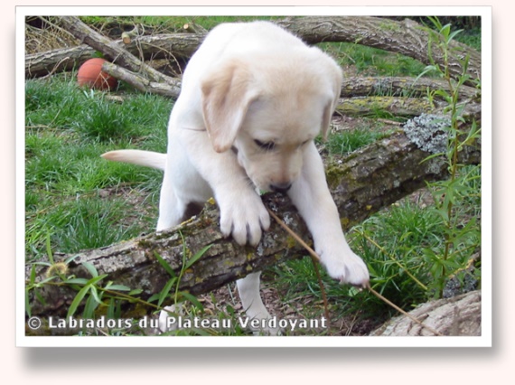 Chiots de Candy de Chantemelse et Burberry du Clos de Nissa-Bella