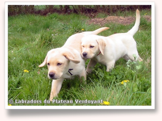 Chiots de Candy de Chantemelse et Burberry du Clos de Nissa-Bella