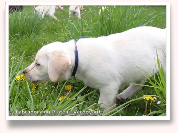 Chiots de Candy de Chantemelse et Burberry du Clos de Nissa-Bella