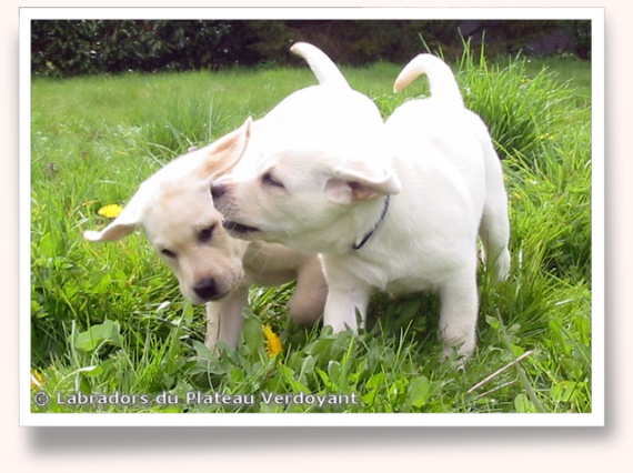 Chiots de Candy de Chantemelse et Burberry du Clos de Nissa-Bella