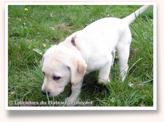 Chiots de Candy de Chantemelse et Burberry du Clos de Nissa-Bella