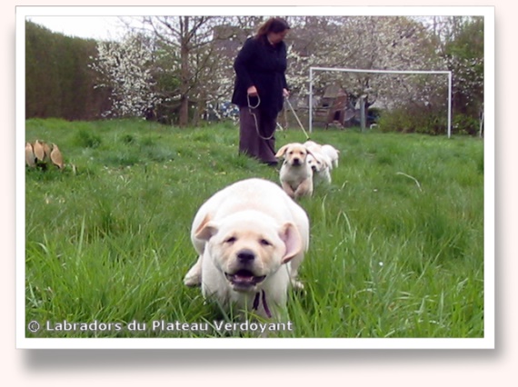 Chiots de Candy de Chantemelse et Burberry du Clos de Nissa-Bella