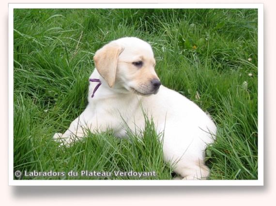 Chiots de Candy de Chantemelse et Burberry du Clos de Nissa-Bella