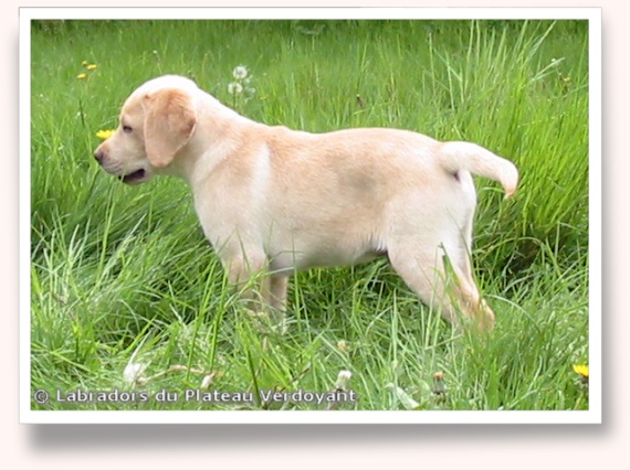Chiot Labrador Retriever de l'élevage du Plateau Verdoyant (27).