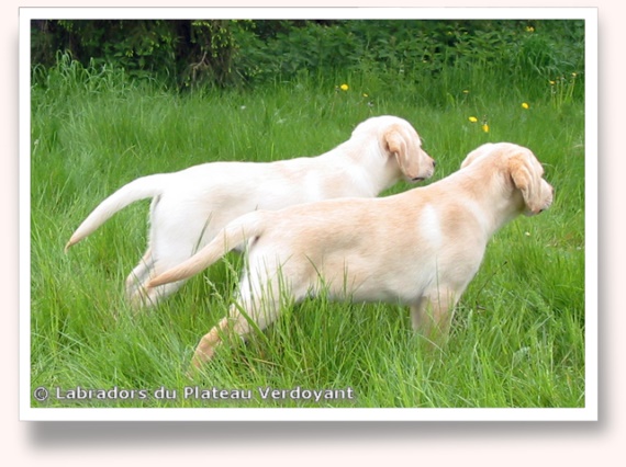 Chiots Labrador Retriever de l'élevage du Plateau Verdoyant (27).
