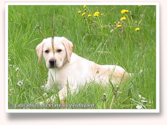 Chiot Labrador Retriever de l'élevage du Plateau Verdoyant (27).