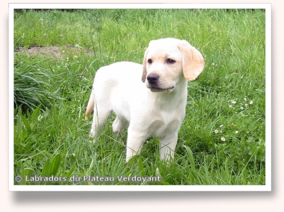 Chiot Labrador Retriever de l'élevage du Plateau Verdoyant (27).